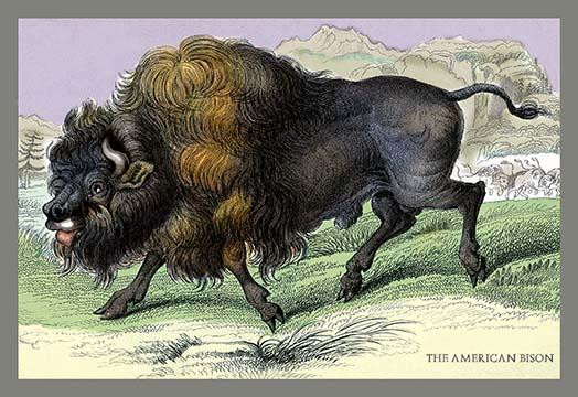 The American Bison