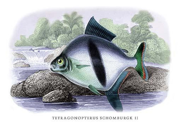 Tetragonopterus Schomburgk II