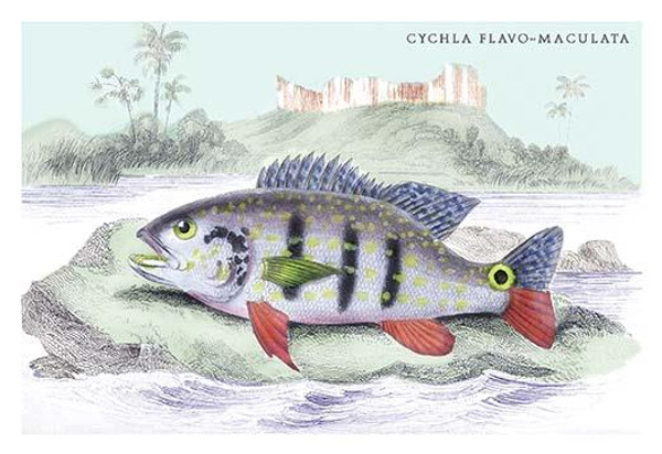 Cychla Flavo-Maclelata