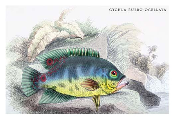Cychla Rubro-Ocellata