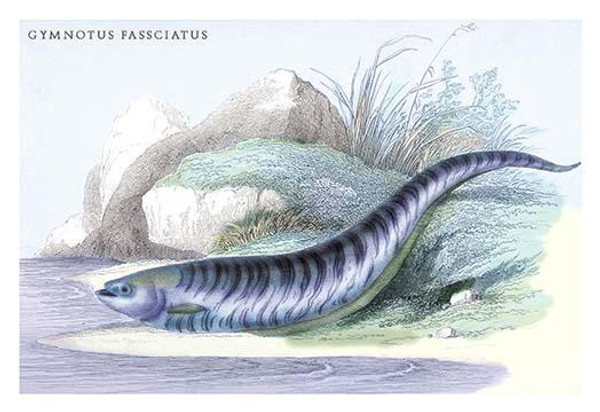 Gymnotus Fasciatus