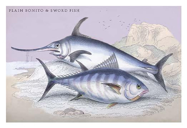Plain Bonito and Swordfish