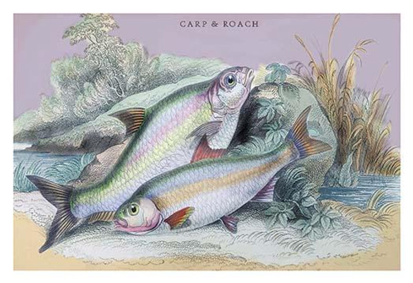 Carp Bream and Roach