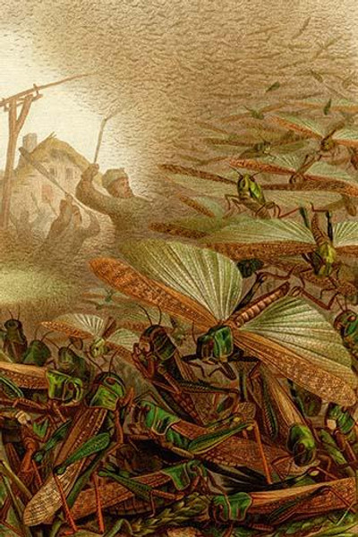 Swarm of Locusts