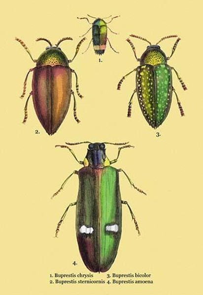 Beetles: Buprestis Chrysis B. Sternicornis, et al. #2