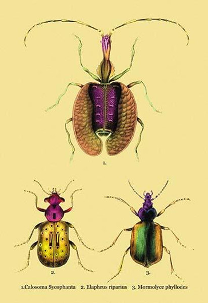 Beetles: Calosoma Sycophanta, Elaphrus Raperius et al. #2