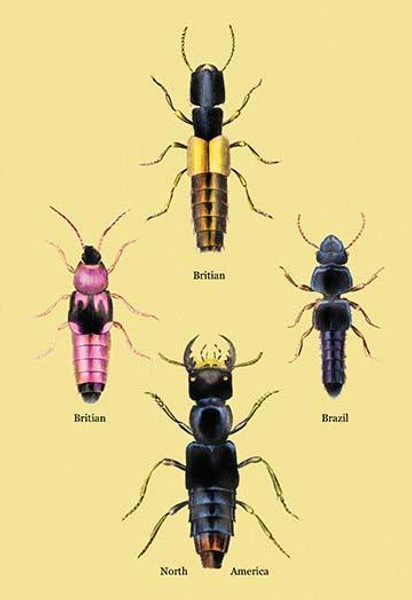 Beetles from Britain, Brazil, and North America #2