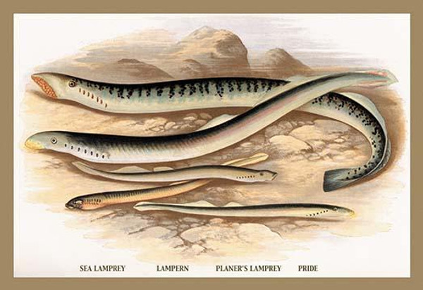 Sea Lamprey, Lampern, Planer's Lamprey and Pride