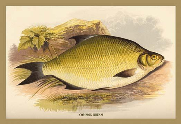 Common Bream