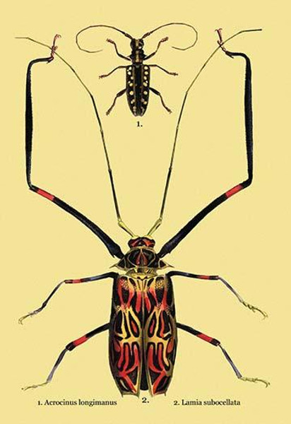 Beetles: Acrocinus Longimanus and Lamia Subocellata #2