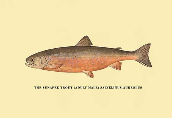 The Sunapee Trout