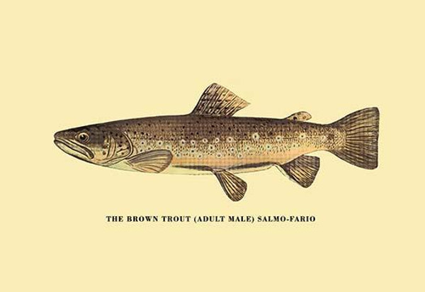 The Brown Trout