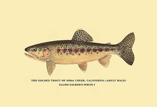 The Golden Trout of Soda Creek
