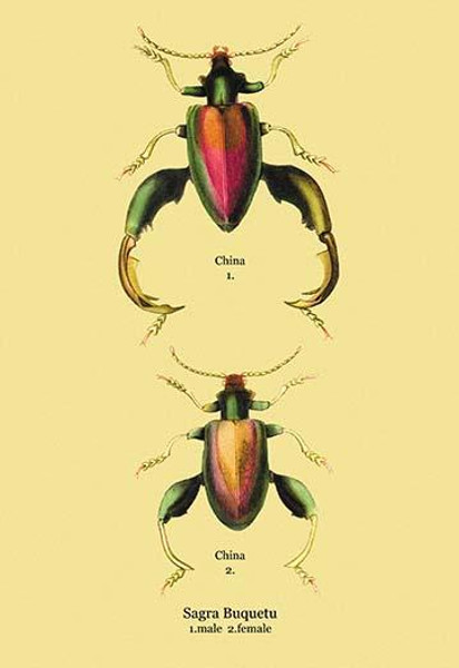 Beetle: Chinese Sagra Buquetu #2