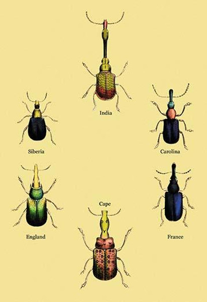 Beetles From Around the World #2