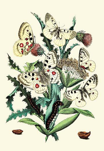 Butterflies: P. Apollo, P. Phoebus, et al.