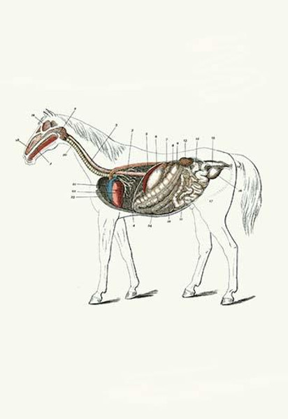 Longitudinal Section of a Horse
