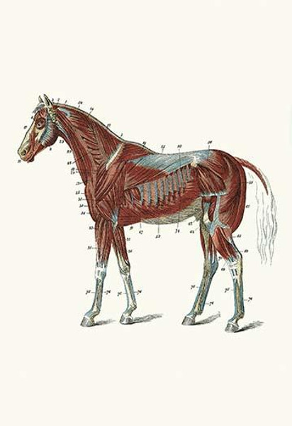 External Muscles & Tendons of the Horse