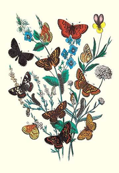 Butterflies: M. Cynthia, M. Athalia, et al.