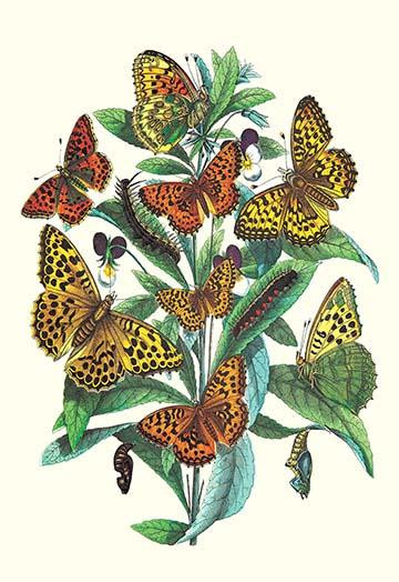 Butterflies: A. Dia, A. Lathonia, et al.