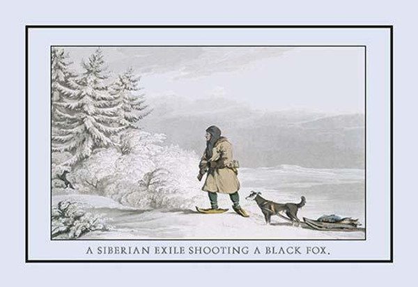 A Siberian Exile Prepares To Shoot A Black Fox