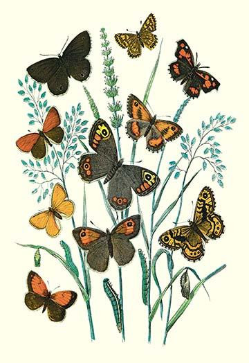 Butterflies: E. Hyperanthus, N. Lucina, et al.