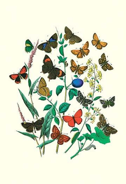 Butterflies: P. Sylvanus, Z. Quercus, et al.