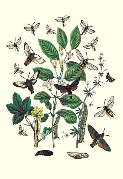 Moths: M. Stellatarum, M. Croatica, et al.