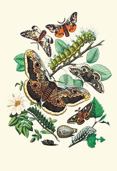 Moths: E. Versicolora, S. Pyri, S. Carpini