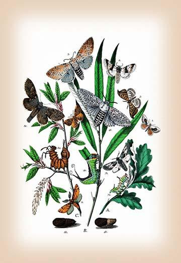 Moths: Cerura Vinula, C. Erminea, et al.