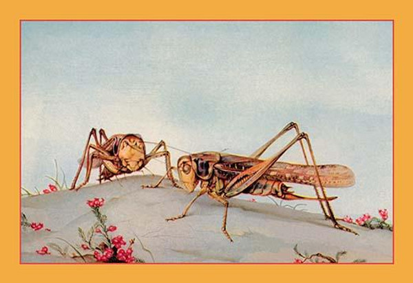 The White-Faced Decticus