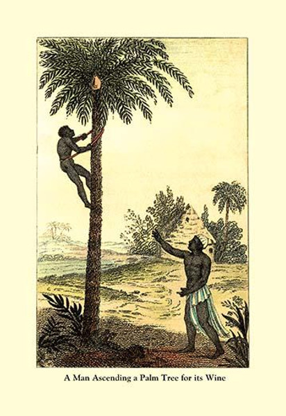 A Man Ascending a Palm Tree for Its Wine