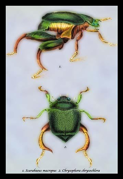 Beetles: Scarabaeus Macropus and Chrysophora Chrysochlora #1