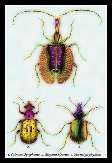 Beetles: Calosoma Sycophanta, Elaphrus Raperius et al. #1