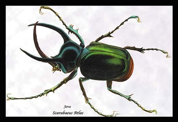 Beetle: Scarabaeus Atlas of Java #1