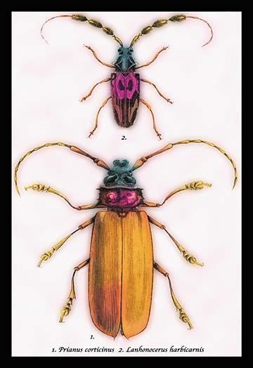 Beetles: Prianus Corticinus and Lanhonocerus Harbicarnis #1