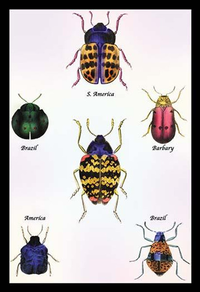 Beetles of Barbary and the Americas #1