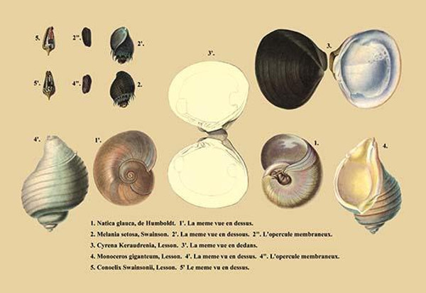 Natica Glauca, de Humboldt et al.