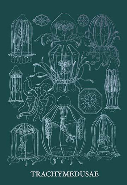 Jellyfish: Trachymedusae #3
