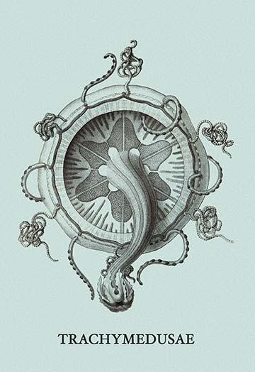 Jellyfish: Trachymedusae #4