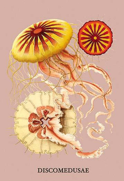 Jellyfish: Discomedusae #2