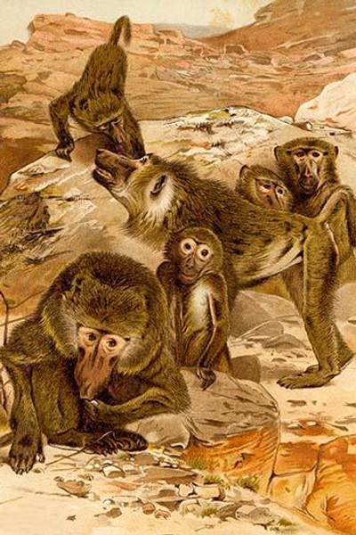 Baboon Family