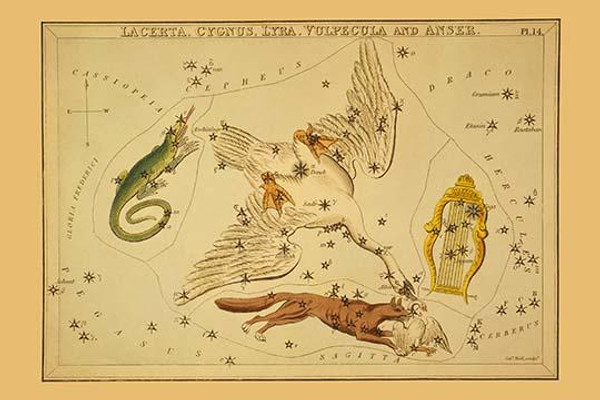 Lacerta, Cygnus, Lyra, Vulpecula and Anser