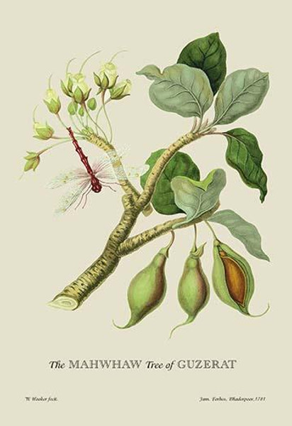 The Mahwhaw Tree of Guzerat