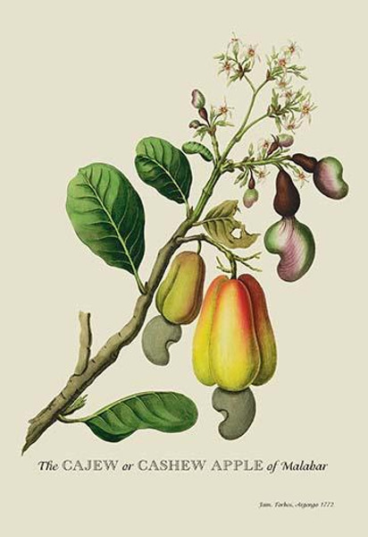 The Cajew or Cashew Apple of Malabar