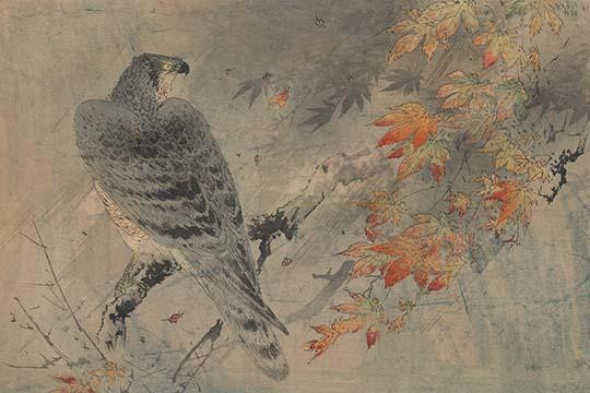 Eagle on a maple branch