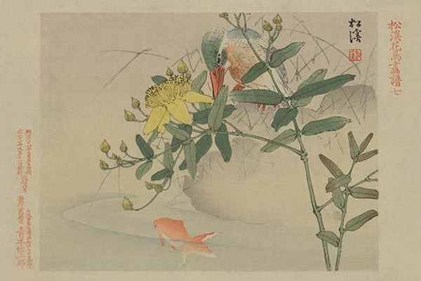 Kingfisher and Goldfish in Pond