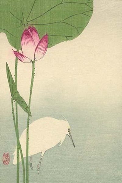 White heron and lotus