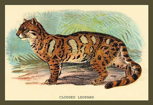 The Clouded Leopard
