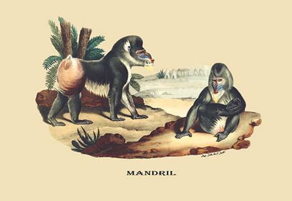 Mandril